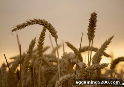 亚洲博彩公司旗下英超直播优惠全攻略：玩法、规则与实用技巧