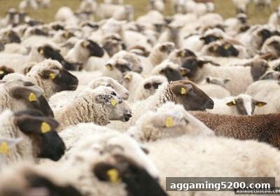 亚洲博彩公司视角：极速百家乐足球直播观赛全流程与实用技巧